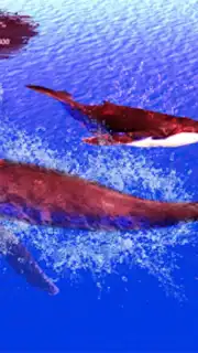 The Humpback Whales captura 11