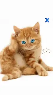 Talking, Dancing Cat. captura 2