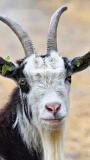 Goat Sounds captura 4
