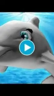 My Dolphin Show captura 1