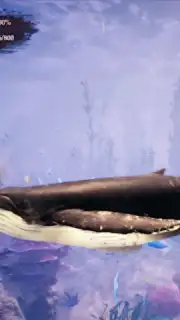 The Humpback Whales captura 22