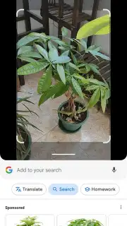 Google Lens captura 2