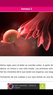 Semanas Embarazo captura 12