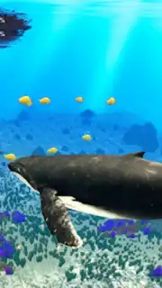 The Humpback Whales captura 15