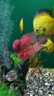 AquaLife 3D captura 1