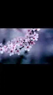 MediaFire captura 4