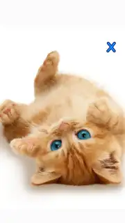 Talking, Dancing Cat. captura 6
