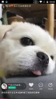 Meipai captura 2