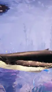 The Humpback Whales captura 13